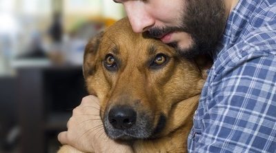 Hipotermia en perros: cómo detectarla y ponerle solución