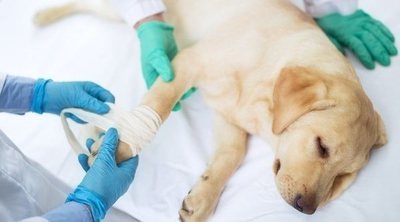 Infarto o paro cardiaco en perros: cómo detectarlo