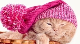 Hipotermia en gatos: aprende a detectarla y ponerle remedio