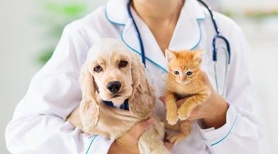Curar quemaduras en perros y gatos: trucos y consejos