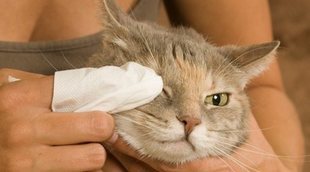 Ojos rojos en gatos: causas y soluciones