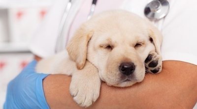 Coronavirus en perros: todo lo que debes saber