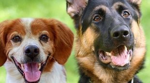 Las 10 razas de perro más fieles y leales