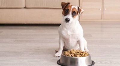 Snacks para perros: escoge los mejores