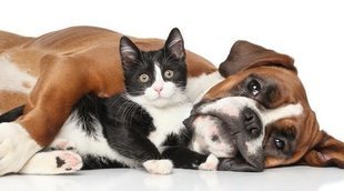 Perros y gatos senior: todo lo que necesitas saber sobre sus cuidados