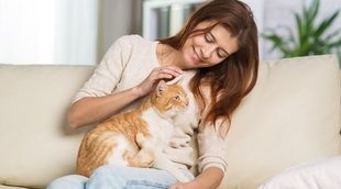 Adoptar a un gato adulto: ventajas y desventajas
