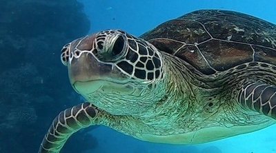 Hibernación de las tortugas: todo lo que necesitas saber