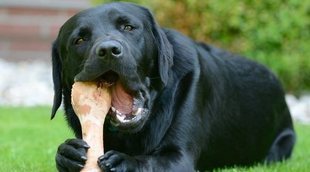 ¿Se pueden dar huesos a los perros?