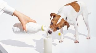 Calcio para perros: ¿son necesarios los suplementos?