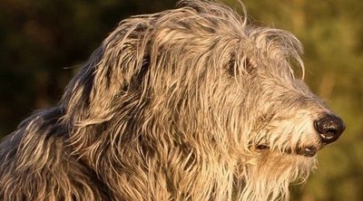 Razas de perro: Deerhound o galgo escocés