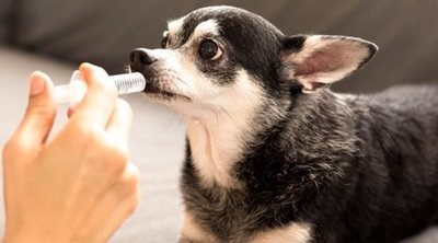Peritonitis en perros: lo que necesitas saber