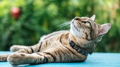 Síncope en gatos: todo lo que necesitas saber