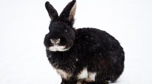 Cómo proteger a tu conejo del frío