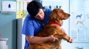 Qué es la osteoartritis y cómo afecta a las mascotas