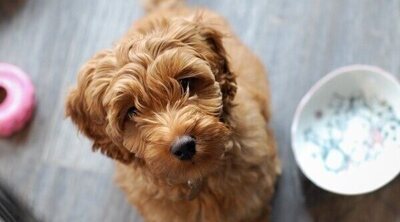 Labradoodle: raza de perro