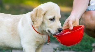 Cómo alimentar a un cachorro de perro recién nacido