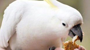 Cómo alimentar correctamente a un pájaro
