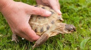 Cómo saber la edad de tu tortuga