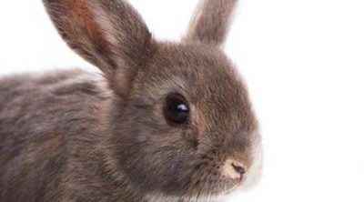 Mi conejo muerde los cables: cómo evitarlo