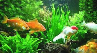 Tipos de peces que no pueden vivir en un acuario