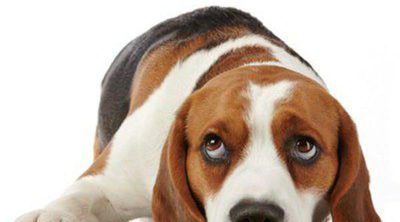 Depresión en los perros: Cómo saber si nuestra mascota está triste