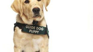 Pautas y consejos para cuidar a un perro guía