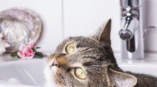 Cómo limpiar los ojos de un gato