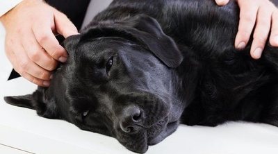 El síndrome vestibular en nuestra mascota: causas y tratamiento