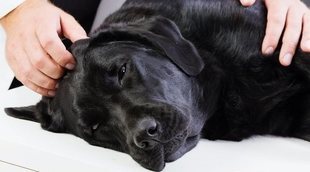 El síndrome vestibular en nuestra mascota: causas y tratamiento