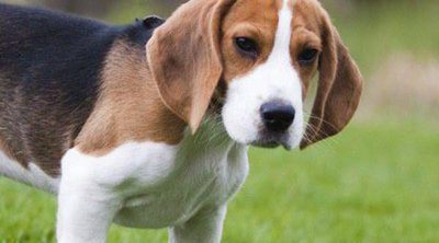 Características y cuidados del Beagle, un perro cazador y bello