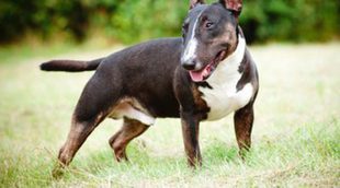 Características de los perros Bull Terrier: una mascota pequeña pero fuerte
