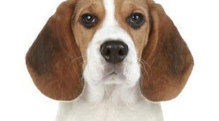 Razas de perros: Diferencias y semejanzas entre los Beagle y los Foxhound