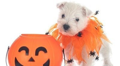 Disfraza a tu perro para Halloween