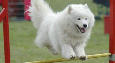 Razas de perros: Samoyedo