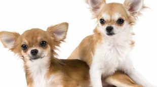 Chihuahua: razas de perros