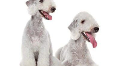 Bedlington: razas de perros