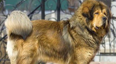 Mastín leonés: Razas de perros