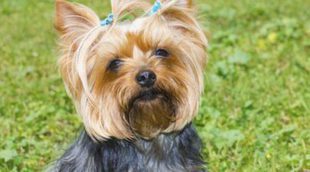 Yorkshire terrier: razas de perros