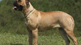 Las 10 razas de perros más grandes del mundo