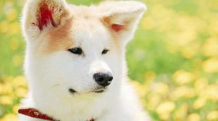 Akita Inu: Razas de perros