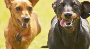 Razas de perros: Dachshund o perro salchicha