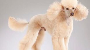 12 razas de perros con el pelo largo