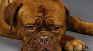 Estrés en perros: Síntomas, prevención y tratamiento