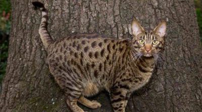 Gato Ocicat: todo sobre esta raza de felino
