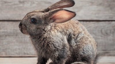 ¿Cuántos años vive un conejo?