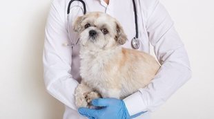 Perros diabéticos: síntomas y tratamiento