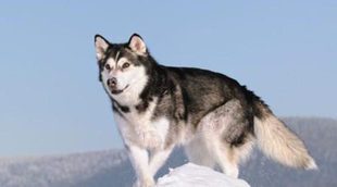 Alaskan Malamute: Razas de perros