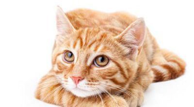 Depresión en los gatos: cómo saber si nuestra mascota está triste