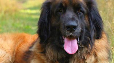 Leonberger: Razas de perros