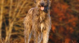 Razas de perros: Irish Wolfhound o Lobero Irlandés